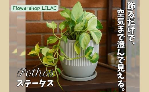 P2èŠ³èæ€ç© ããã¹ã»ã¹ããŒã¿ã¹ èŠ³èæ€ç© ã€ã³ããªã¢ã°ãªãŒã³