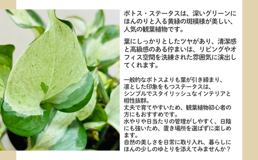 P2èŠ³èæ€ç© ããã¹ã»ã¹ããŒã¿ã¹ èŠ³èæ€ç© ã€ã³ããªã¢ã°ãªãŒã³