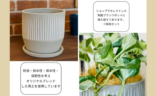 P2èŠ³èæ€ç© ããã¹ã»ã¹ããŒã¿ã¹ èŠ³èæ€ç© ã€ã³ããªã¢ã°ãªãŒã³