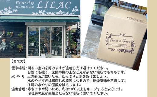 P2èŠ³èæ€ç© ããã¹ã»ã¹ããŒã¿ã¹ èŠ³èæ€ç© ã€ã³ããªã¢ã°ãªãŒã³