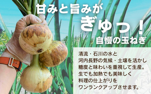 【令和8年度産新玉ねぎ先行予約】新玉ねぎ 10kg×1箱  ※4-5月発送予定 ｜ 混サイズ 玉ねぎ 新玉ねぎ たまねぎ タマネギ 玉葱 カレー シチュー 肉じゃが スープ サラダ 人気 大阪 河内長野 kawabata farm 料理 送料無料 先行予約 国産 エコ農産物 甘い玉ねぎ 野菜 食育 安心 安全