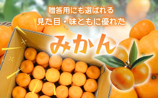 先行予約 2026年11月下旬より発送 【 農林水産大臣賞受賞 】 甘さが違う極上みかん 5kg 高糖度 甘い みかん 柑橘 フルーツ 家庭用 贈答用対応 ギフト 大阪府 河内長野市 角農園