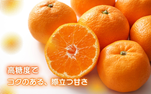 先行予約 2026年11月下旬より発送 【 訳あり 】 甘さが違う極上みかん 5kg 高糖度 甘い みかん 柑橘 フルーツ 家庭用 贈答用対応 ギフト 大阪府 河内長野市 角農園