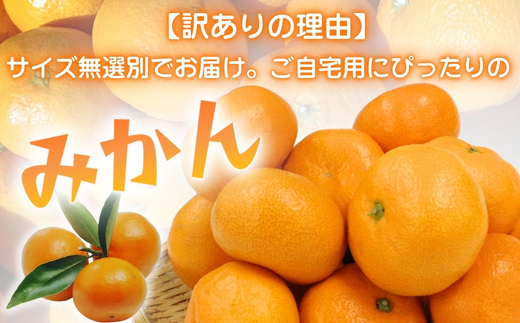 先行予約 2026年11月下旬より発送 【 訳あり 】 甘さが違う極上みかん 5kg 高糖度 甘い みかん 柑橘 フルーツ 家庭用 贈答用対応 ギフト 大阪府 河内長野市 角農園
