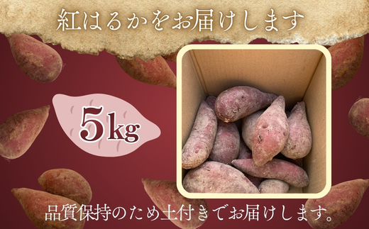 【2026年11月発送分先行予約！】紅はるか さつまいも 5kg ｜ 熟成 数量限定 甘い 焼き芋 バター焼き サラダ 天ぷら スイーツ スイートポテト 大阪 河内長野 中村オリジナルぶどう園 訳あり 料理 国産 野菜 食育
