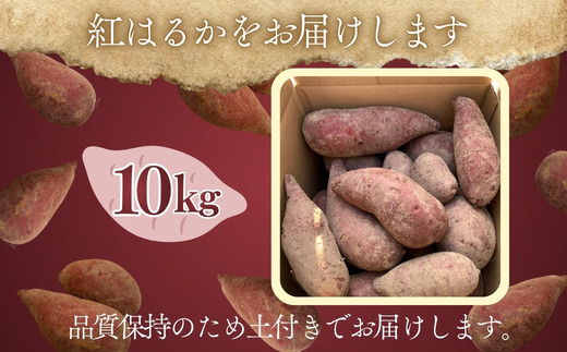 【2026年11月発送分先行予約！】紅はるか さつまいも 10kg ｜ 熟成 数量限定 甘い 焼き芋 バター焼き サラダ 天ぷら スイーツ スイートポテト 大阪 河内長野 中村オリジナルぶどう園 訳あり 料理 国産 野菜 食育