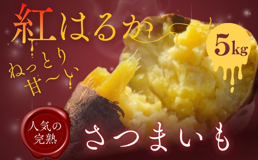 【2026年11月発送分先行予約！】紅はるか さつまいも 5kg ｜ 熟成 数量限定 甘い 焼き芋 バター焼き サラダ 天ぷら スイーツ スイートポテト 大阪 河内長野 中村オリジナルぶどう園 訳あり 料理 国産 野菜 食育