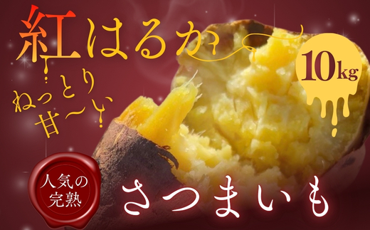 【2026年11月発送分先行予約！】紅はるか さつまいも 10kg ｜ 熟成 数量限定 甘い 焼き芋 バター焼き サラダ 天ぷら スイーツ スイートポテト 大阪 河内長野 中村オリジナルぶどう園 訳あり 料理 国産 野菜 食育