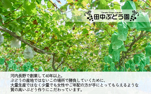 ＜2026年発送分　先行予約受付中！！＞ 厳選朝採りシャインマスカット 約600g 1房 ｜ 樹上完熟 産地直送 厳選 朝採りフルーツ ぶどう 果物 大粒 高級 ブドウ 葡萄 ギフト 大阪 河内長野 田中ぶどう園