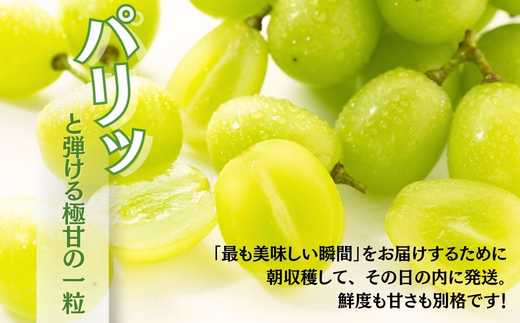 ＜2026年発送分　先行予約受付中！！＞ 厳選朝採りシャインマスカット 約600g 1房 ｜ 樹上完熟 産地直送 厳選 朝採りフルーツ ぶどう 果物 大粒 高級 ブドウ 葡萄 ギフト 大阪 河内長野 田中ぶどう園