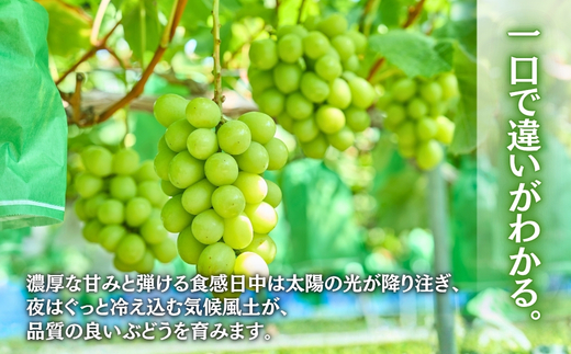 ＜2026年発送分　先行予約受付中！！＞ 厳選朝採りシャインマスカット 約600g 1房 ｜ 樹上完熟 産地直送 厳選 朝採りフルーツ ぶどう 果物 大粒 高級 ブドウ 葡萄 ギフト 大阪 河内長野 田中ぶどう園