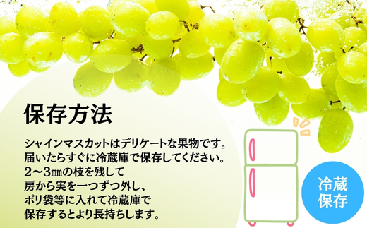 ＜2026年発送分　先行予約受付中！！＞ 厳選朝採りシャインマスカット 約600g 1房 ｜ 樹上完熟 産地直送 厳選 朝採りフルーツ ぶどう 果物 大粒 高級 ブドウ 葡萄 ギフト 大阪 河内長野 田中ぶどう園