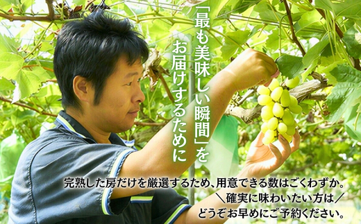 ＜2026年発送分　先行予約受付中！！＞ 厳選朝採りシャインマスカット 約600g 1房 ｜ 樹上完熟 産地直送 厳選 朝採りフルーツ ぶどう 果物 大粒 高級 ブドウ 葡萄 ギフト 大阪 河内長野 田中ぶどう園