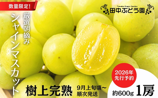 ＜2026年発送分　先行予約受付中！！＞ 厳選朝採りシャインマスカット 約600g 1房 ｜ 樹上完熟 産地直送 厳選 朝採りフルーツ ぶどう 果物 大粒 高級 ブドウ 葡萄 ギフト 大阪 河内長野 田中ぶどう園