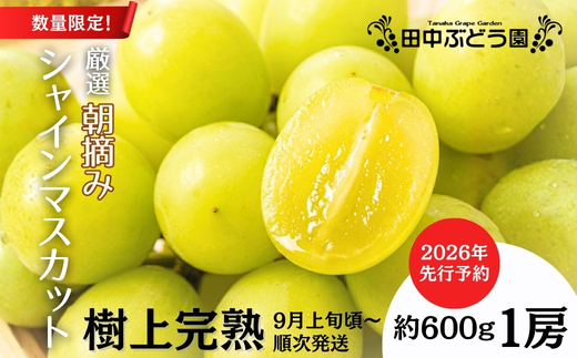 ＜2026年発送分　先行予約受付中！！＞ 厳選朝採りシャインマスカット 約600g 1房 ｜ 樹上完熟 産地直送 厳選 朝採りフルーツ ぶどう 果物 大粒 高級 ブドウ 葡萄 ギフト 大阪 河内長野 田中ぶどう園
