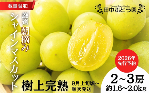 ＜2026年発送分　先行予約受付中！！＞ 厳選朝採りシャインマスカット 約1.6～2.0kg（2～3房）シャインマスカット　ぶどう詰め合わせ ぶどう ブドウ 果物 フルーツ 田中ぶどう園 大阪 河内長野 マスカット 種なし シャイン