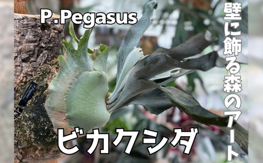 èŠ³èæ€ç© ãã«ã¯ã·ãPegasusã³ã«ã¯ä»ç«ãŠ | ã³ãŠã¢ãªã©ã³ å£æã æ¿ä»ã ã€ã³ããªã¢ 宀å
4æ-12æçºé