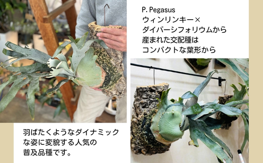 èŠ³èæ€ç© ãã«ã¯ã·ãPegasusã³ã«ã¯ä»ç«ãŠ | ã³ãŠã¢ãªã©ã³ å£æã æ¿ä»ã ã€ã³ããªã¢ 宀å
4æ-12æçºé