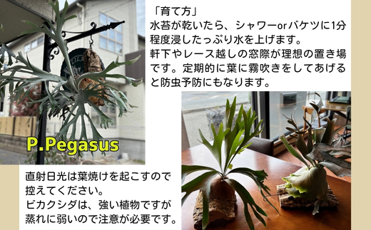 èŠ³èæ€ç© ãã«ã¯ã·ãPegasusã³ã«ã¯ä»ç«ãŠ | ã³ãŠã¢ãªã©ã³ å£æã æ¿ä»ã ã€ã³ããªã¢ 宀å
4æ-12æçºé