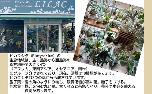 èŠ³èæ€ç© ãã«ã¯ã·ãPegasusã³ã«ã¯ä»ç«ãŠ | ã³ãŠã¢ãªã©ã³ å£æã æ¿ä»ã ã€ã³ããªã¢ 宀å
4æ-12æçºé