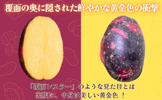 じゃがいも デストロイヤー 2kg |グランペチカ グラウンドペチカ 希少品種 数量限定 こっしーファーム いも 芋 イモ 野菜 生鮮食品 カレー シチュー ポテトサラダ フライドポテト 高級 甘い ホクホク