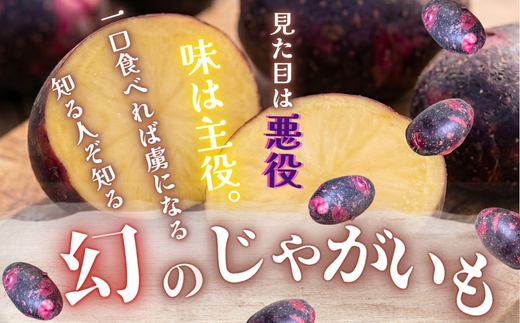 じゃがいも デストロイヤー 2kg |グランペチカ グラウンドペチカ 希少品種 数量限定 こっしーファーム いも 芋 イモ 野菜 生鮮食品 カレー シチュー ポテトサラダ フライドポテト 高級 甘い ホクホク