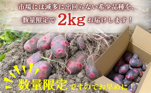 じゃがいも デストロイヤー 2kg |グランペチカ グラウンドペチカ 希少品種 数量限定 こっしーファーム いも 芋 イモ 野菜 生鮮食品 カレー シチュー ポテトサラダ フライドポテト 高級 甘い ホクホク