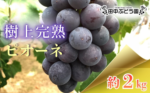 【2026年8月中旬頃出荷分先行予約】ぶどう ピオーネ ぶどう詰め合わせ 田中ぶどう園 厳選 ピオーネ 約2.0kg（3～4房） 詰め合わせ 大粒 種なし ぶどう ブドウ フルーツ 果物 農園直送 贈答 ギフト プレゼント 自宅用 大阪府 河内長野市