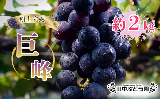 【2026年8月中旬頃先行予約】ぶどう 巨峰 ぶどう詰め合わせ 田中ぶどう園 厳選 巨峰 約2.0kg（4～5房） 詰め合わせ 大粒 種なし ぶどう ブドウ きょほう フルーツ 果物 農園直送 贈答 ギフト プレゼント 大阪府 河内長野市