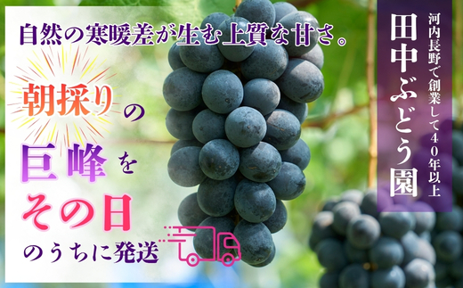 【2026年8月中旬頃先行予約】ぶどう 巨峰 ぶどう詰め合わせ 田中ぶどう園 厳選 巨峰 約2.0kg（4～5房） 詰め合わせ 大粒 種なし ぶどう ブドウ きょほう フルーツ 果物 農園直送 贈答 ギフト プレゼント 大阪府 河内長野市