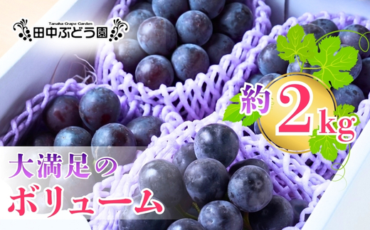 【2026年8月中旬頃先行予約】ぶどう 巨峰 ぶどう詰め合わせ 田中ぶどう園 厳選 巨峰 約2.0kg（4～5房） 詰め合わせ 大粒 種なし ぶどう ブドウ きょほう フルーツ 果物 農園直送 贈答 ギフト プレゼント 大阪府 河内長野市