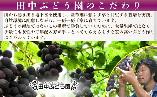 【2026年8月中旬頃先行予約】ぶどう 巨峰 ぶどう詰め合わせ 田中ぶどう園 厳選 巨峰 約2.0kg（4～5房） 詰め合わせ 大粒 種なし ぶどう ブドウ きょほう フルーツ 果物 農園直送 贈答 ギフト プレゼント 大阪府 河内長野市