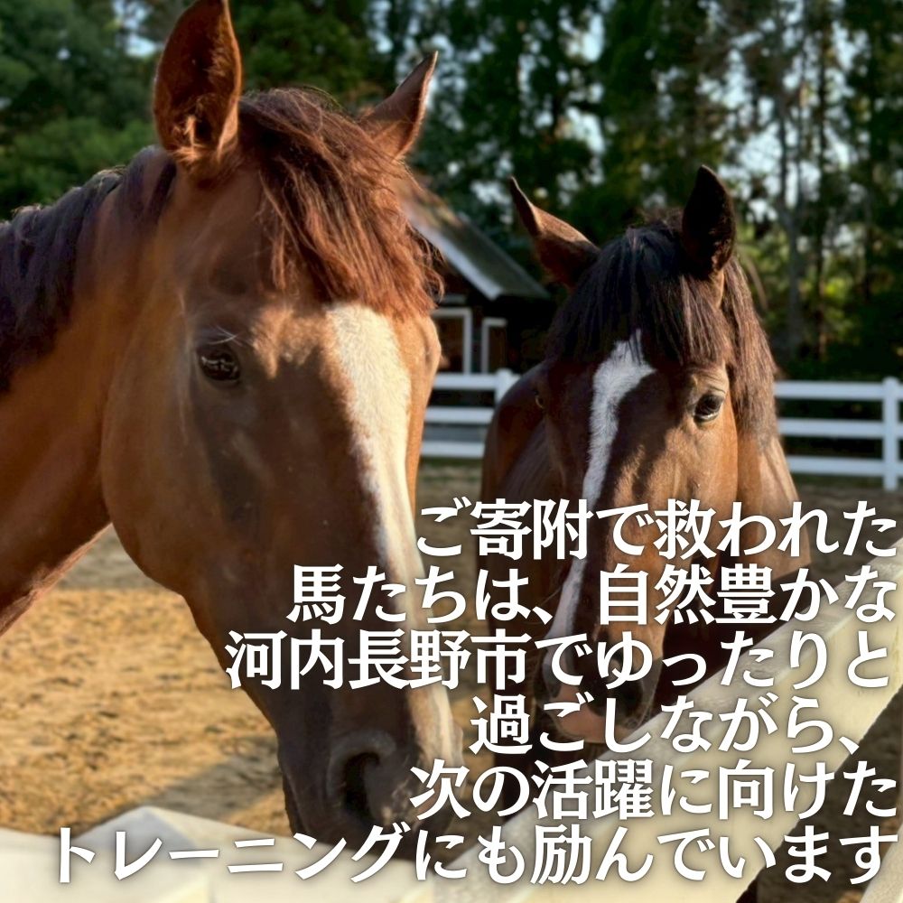 引退馬を救い馬に会える～「Retouch（リタッチ）」支援～ふるさと納税限定　ふれあい招待券