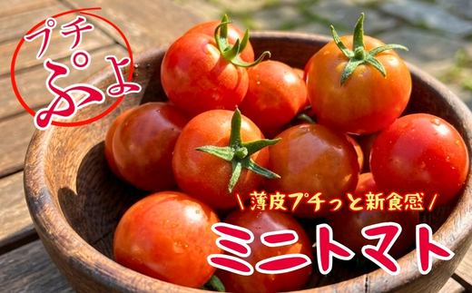 縲2026蟷エ7譛茨ス樣谺。逋コ騾√代Α繝九ヨ繝槭ヨ 繝励メ縺キ繧 邏500ス (3ス4繝代ャ繧ッ) ス 蜈郁。御コ育エ 蟶悟ー 繝医槭ヨ 縺キ縺。縺キ繧 莠コ豌 螟ァ髦ェ 豐ウ蜀髟キ驥 縺薙▲縺励シ繝輔ぃ繝シ繝 譁咏炊 蝗ス逕」霎イ逕」迚ゥ 繧√★繧峨@縺 驥手除