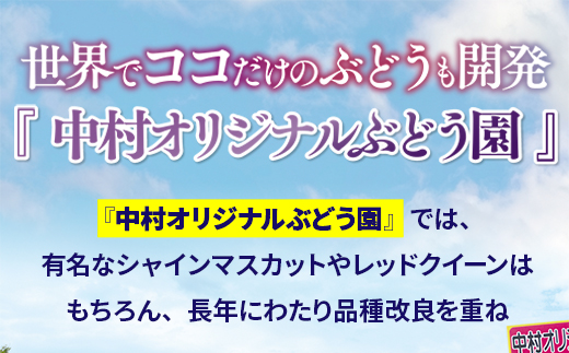 【2024年6月下旬～順次発送】中村オリジナルぶどう園のおまかせ5種ぶどうの詰め合わせ（オリジナル品種含！）※発送前のご連絡についてご注意ください