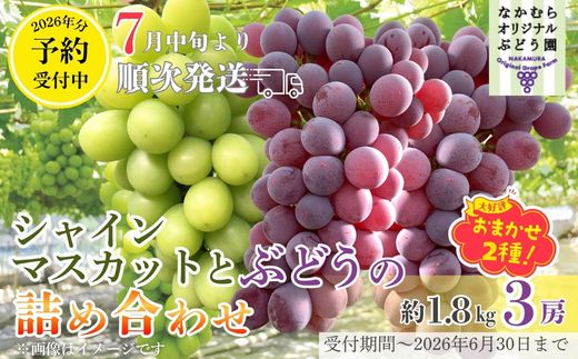 【2026年7月中旬～順次発送】シャインマスカットとおまかせオリジナル品種詰め合わせ２種　約1.8kg 中村オリジナルぶどう園｜※発送前のご連絡についてご注意ください 希少  オリジナル品種含む おまかせ 葡萄 ブドウ グレープ フルーツ 果物 くだもの 果汁 ジューシー 食品