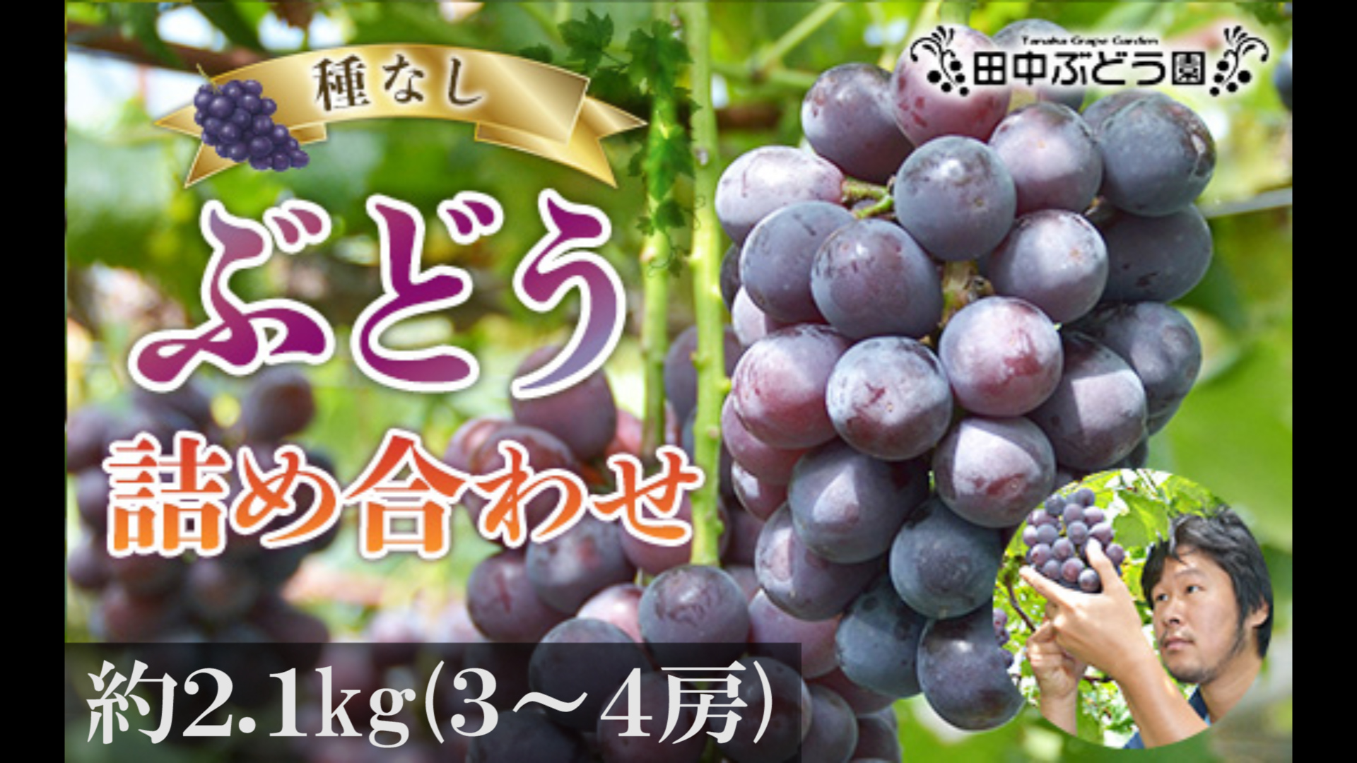 ＜2025年8月中旬～発送＞食べやすい！田中ぶどう園の種無しぶどうの詰め合わせ　約2.1kg（3～4房）※発送前のご連絡はできませんので、ご注意ください※