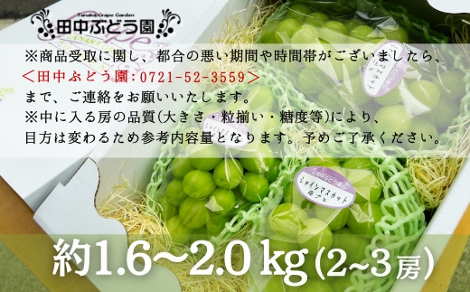 ＜2026年発送分　先行予約受付中！！＞ 厳選朝採りシャインマスカット 約1.6～2.0kg（2～3房）シャインマスカット　ぶどう詰め合わせ ぶどう ブドウ 果物 フルーツ 田中ぶどう園 大阪 河内長野 マスカット 種なし シャイン