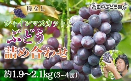 ＜2026年発送分　先行予約受付中！！＞ シャインマスカットと大粒ぶどう詰め合わせ 約1.9~2.1kg（3～4房）シャインマスカット ぶどう詰め合わせ 巨峰 ピオーネ ぶどう ブドウ マスカット 果物 フルーツ 田中ぶどう園 大阪 河内長野 種なし ※シャインマスカットを中心とした種なし皮ごと食べられる品種を詰め合わせ