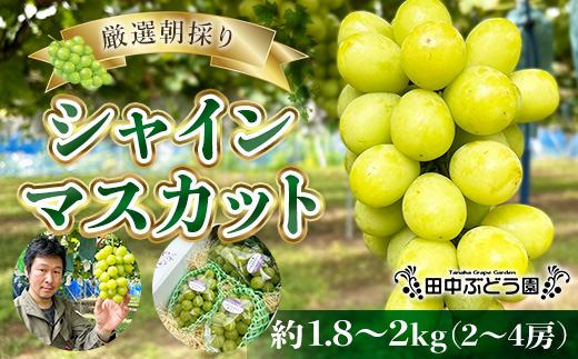 田中ぶどう園の厳選朝採りシャインマスカット＜約1.8～2.0kg（2～4房）＞※発送前のご連絡はできませんので、ご注意ください※