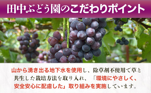 ＜2025年8月中旬～発送＞食べやすい！田中ぶどう園の種無しぶどうの詰め合わせ　約2.1kg（3～4房）※発送前のご連絡はできませんので、ご注意ください※