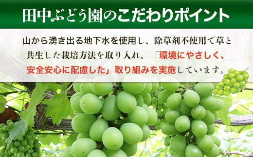 田中ぶどう園の厳選朝採りシャインマスカット＜約1.8～2.0kg（2～4房）＞※発送前のご連絡はできませんので、ご注意ください※