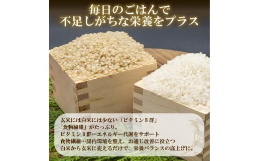 定期便 3回 こしひかり 玄米ごはんパック 120g 24個 玄米 米 お米 ごはん ご飯 こめ パックライス パックご飯 パックごはん ご飯パック ごはんパック パック ライス 備蓄 保存 非常 防災 電子 レンジ 温めるだけ レンチン 簡単 健康 ダイエット 美容 ヘルシー 24 24食 レトルト インスタント おいしい 人気 おすすめ 大阪 松原
