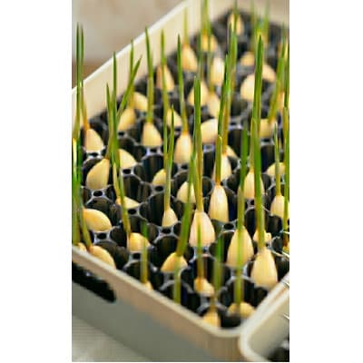 【9月中旬から4月中旬の発送】まるごと!スプラウトにんにく(80g×3パック)栄養満点スーパーフード【配送不可地域：離島】【1735503】