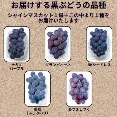 【先行受付】シャインマスカット1房+黒ぶどう1房　合計1.2Kg以上【配送不可地域：離島】【1702312】
