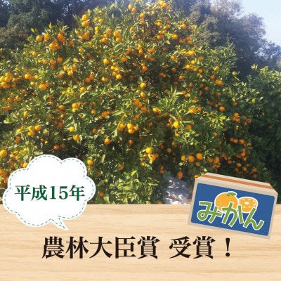 ã2027幎1æé 次çºé!ã100幎以äžç¶ãã¿ãã蟲家ãã€ãããã¿ãã(倧接4å·)ãçŽ5kgãé
éäžå¯å°åïŒé¢å³¶ãã1738393ã
