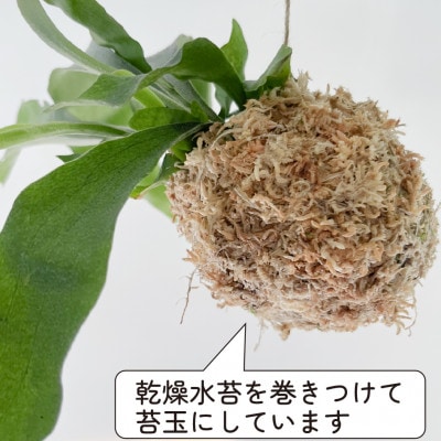 苔玉 コウモリラン/ビカクシダ おしゃれなグリーンインテリア 癒しの植物【1594914】