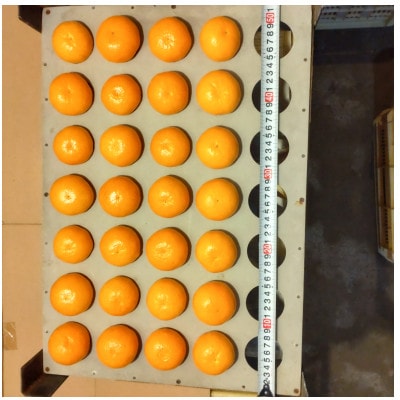 隠れ名産地　和泉みかん温州早生(厳選小玉SS-3S)　3kg【1552228】