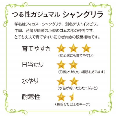 シャングリラ つる性ガジュマル 苔玉 幸福を呼ぶ 観葉植物　【1623430】
