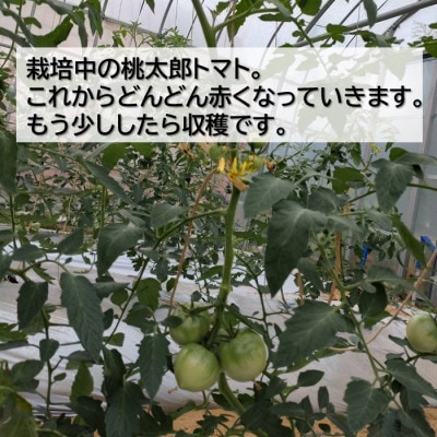 譯螟ェ驛弱ヨ繝槭ヨ 邏1kg(5縲6邇) 螟ァ髦ェ蠎懊蜥梧ウ牙クゅ驕薙ョ鬧縺縺壹∩螻ア諢帙ョ驥後宣埼∽ク榊庄蝨ー蝓滂シ夐屬蟲カ縲代1525132縲